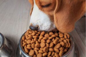 ¿Por qué mi beagle come desesperado?