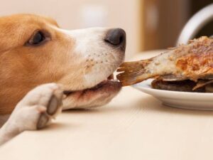 Comida personalizada para perros