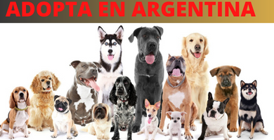 adoptar un perro en argentina