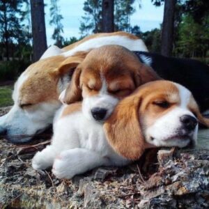 Qué hacer para adoptar un beagle- Todo lo que debes saber antes de adoptar un beagle