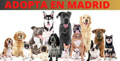 Adoptar Perros Madrid