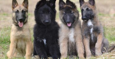 adopta cachorros pastor belga malinois