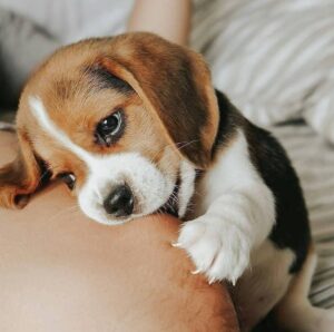 ¿Cuántas veces al día se le da de comer a un cachorro Beagle?