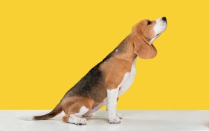 Ejercicios para estimular el olfato en el Beagle