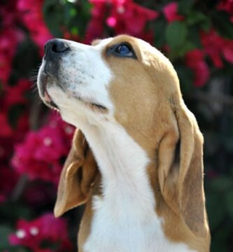 ¿Qué precio tiene un Beagle?