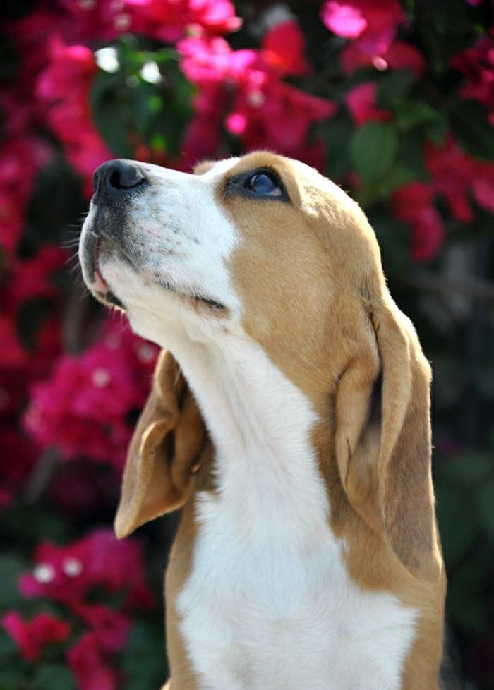 Cuál precio de un perro Beagle?
