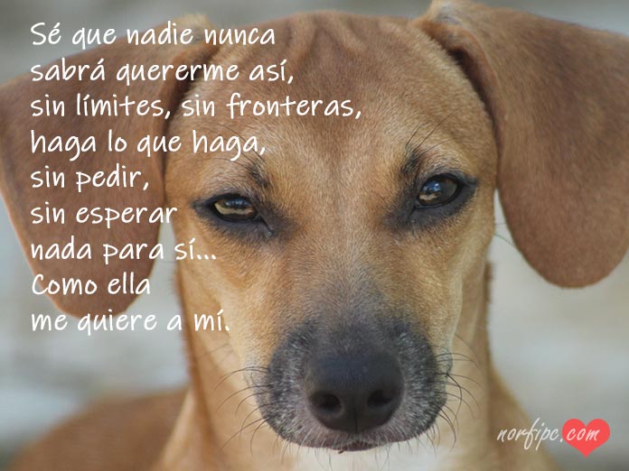 C mo Decirle Te Quiero A Mi Perro Beagle Spain Tu Web Y Tienda De c-mo-decirle-te-quiero-a-mi-perro-beagle-spain-tu-web-y-tienda-de