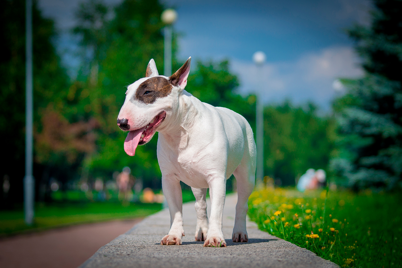 ¿Cómo hacer que un Bull Terrier suelte a otro perro? - Beagle Spain