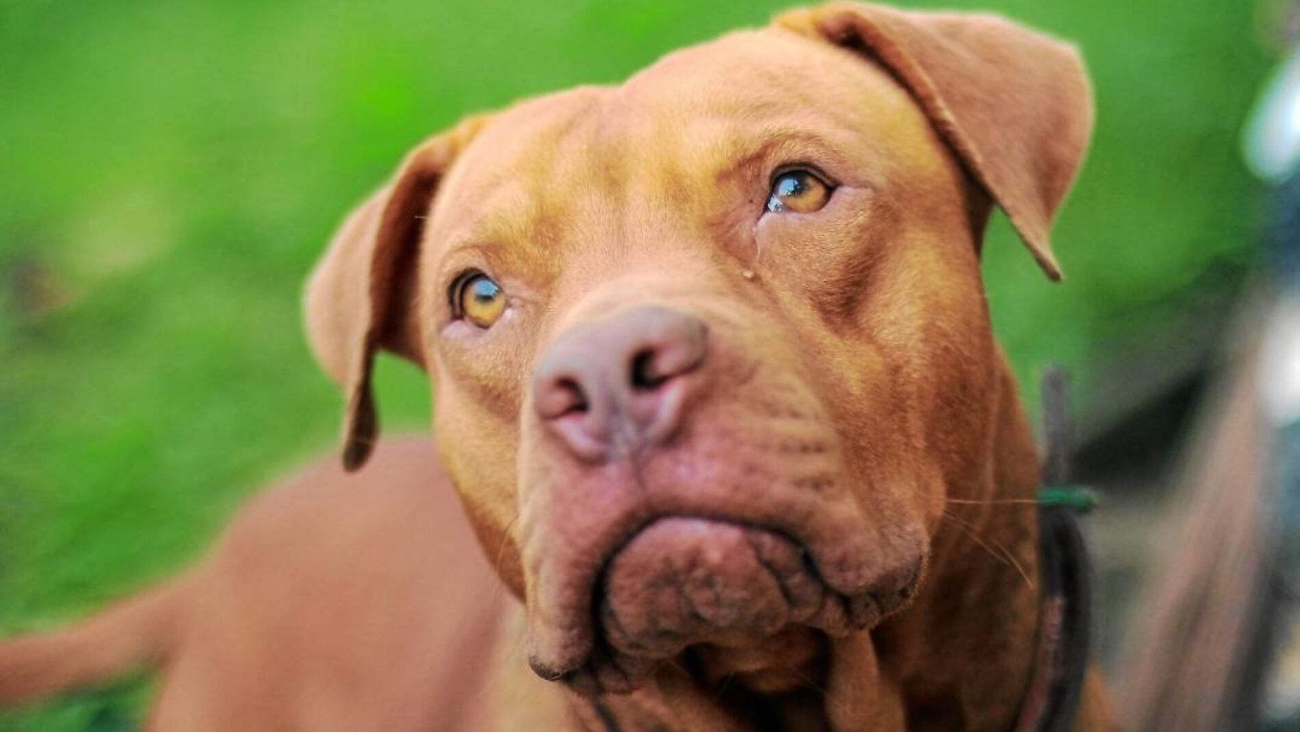 ¿Cómo tener un pitbull en España? Beagle Spain Tu  y Tienda de