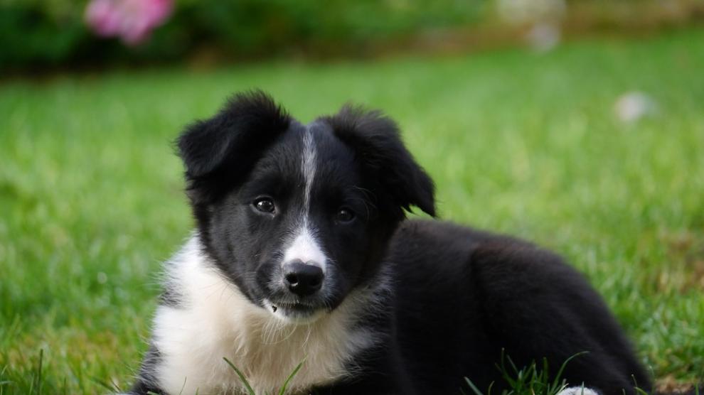 son border collies leales a una sola persona