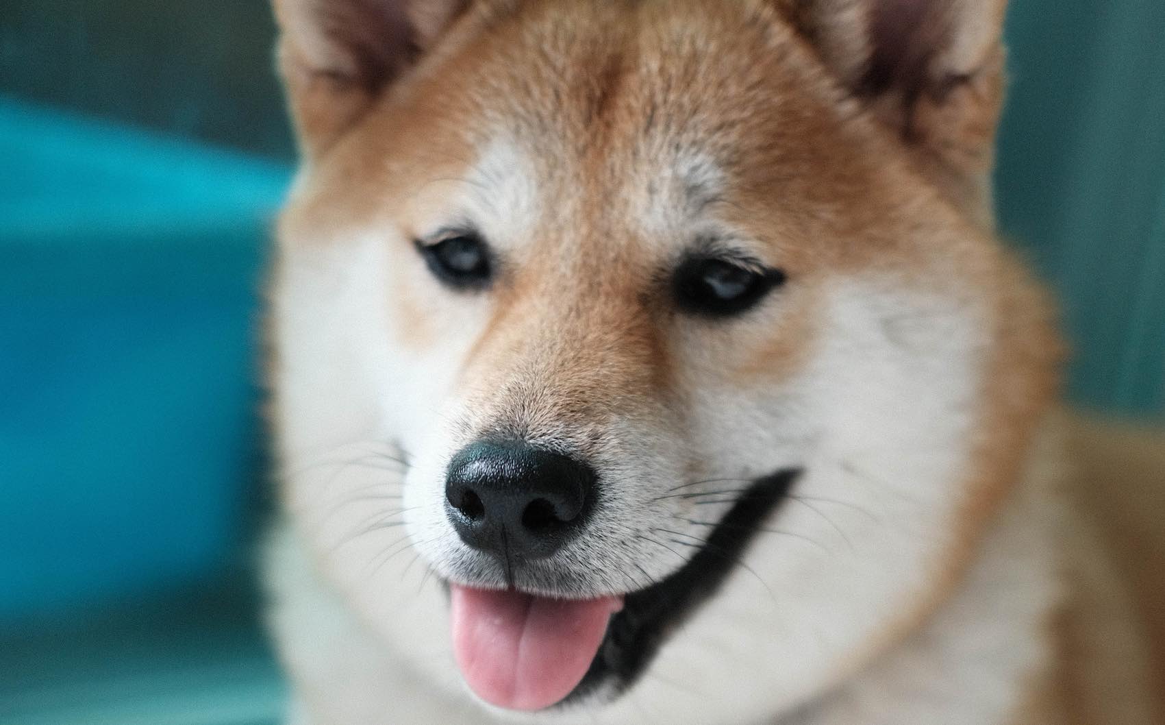 ¿Cuánto puede valer un Shiba Inu? - Beagle Spain - Tu Web y Tienda de