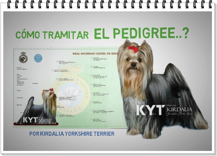 Cuanto Cuesta El Pedigree De Un Perro En España