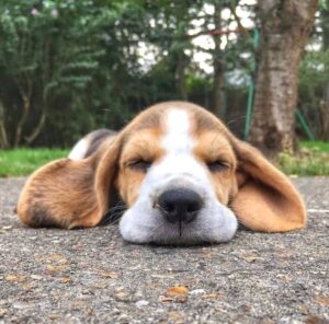 Perros callejeros abandonados España - Razones por las que los perros son abandonados