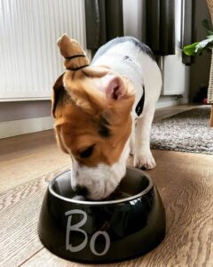 ¿Cuánto darle de comer a un beagle?