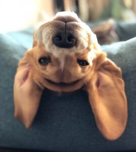 Dónde adoptar un beagle- Todo lo que debes saber antes de adoptar un beagle