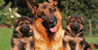 pastor-aleman-con-cachorros-adoptar