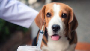 ¿Qué vacunas son obligatorias para mi perro beagle?
