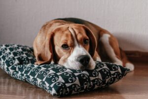 Perro Beagle adoptado durmiendo en una cama- El período de adaptación de un perro adoptado
