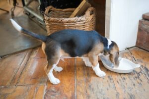 ¿Qué comida se le puede dar a un cachorro Beagle?
