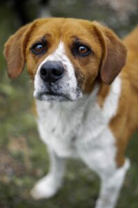 Abandono de Beagle – Razones por las que los perros son abandonados