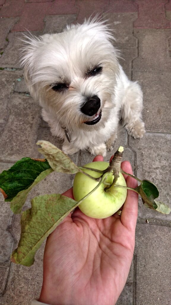 ¿Qué fruta se le puede dar a un bichón maltés? Beagle Spain Tu Web ¿Qué fruta se le puede dar a un bichón maltés? Beagle Spain Tu Web