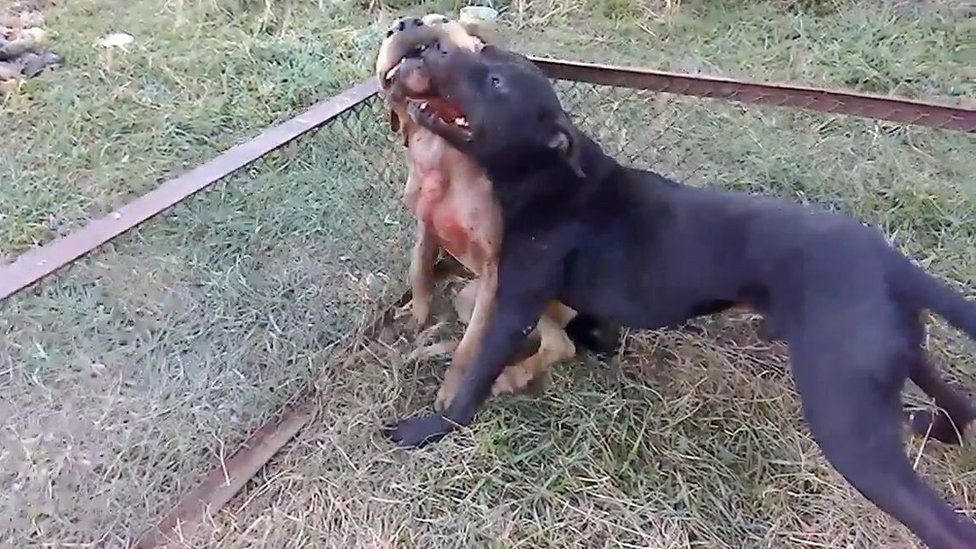 ¿Qué hacer cuando un pitbull ataca a otro perro y no lo suelta