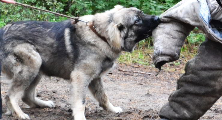 que perro tiene la mordida mas fuerte