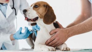 ¿Qué vacunas son obligatorias para perros?