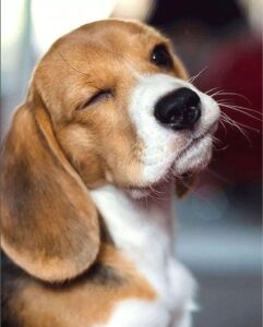 ¿Por qué ladra un beagle?